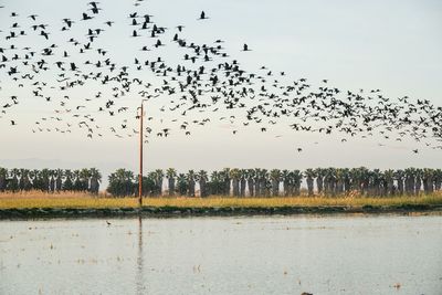 Flock of birds flying in the sky