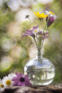 Close-up of purple flowering plant in vase
