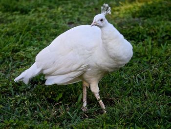 Close-up of bird perching on field
