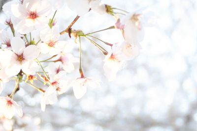 Close-up of cherry blossom