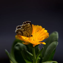 Close-up of butterfly pollinating on yellow flower