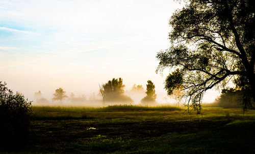 Trees on field against sky