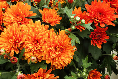 High angle view of orange flowering plants