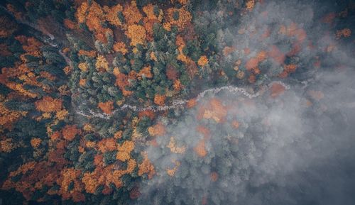 Full frame shot of trees in forest. autumn foliage hing angle aerial view