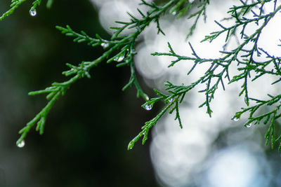 Close-up of pine tree