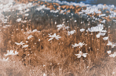 Close-up of white flowering plants on field
