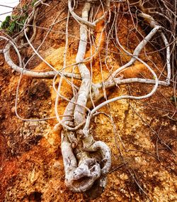 Bare trees in the dark