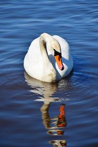 Swan floating on lake