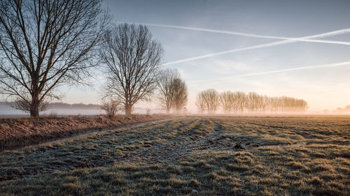 Bare trees on field against vapor trails during foggy weather