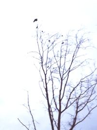 Close-up of bare tree against sky