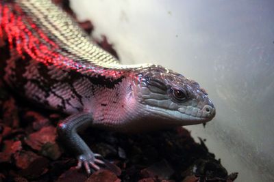 Close-up of lizard