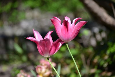 Close-up of pink flower