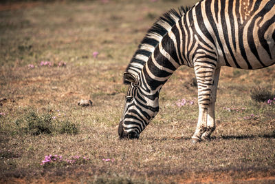 View of zebra grazing on field