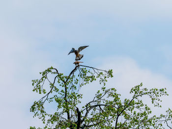 Low angle view of bird perching on a tree