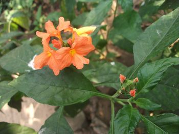 Close-up of orange flowers