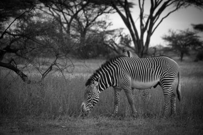 View of a zebra on field