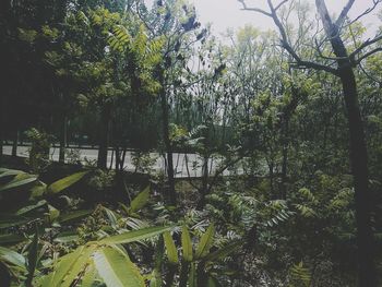 Plants and trees by lake in forest