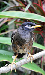 Close-up of bird perching on branch