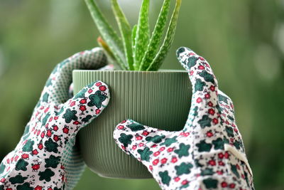 Close-up of hand holding leaf on plant