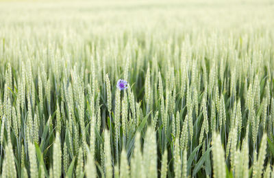 Close-up of wheat growing in field