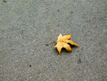 High angle view of maple leaf in autumn