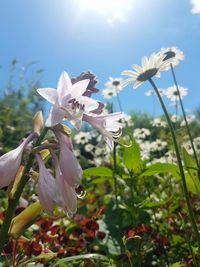 Close-up of white flowering plant