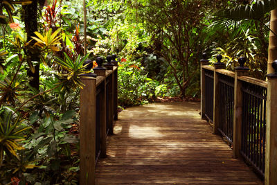 Plants by railing against trees