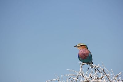 Lillac breasted rollercoaster bird in the etosha national park, namibia. this is a multicolored bird 