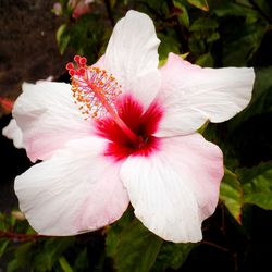 Close-up of pink flower