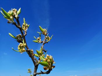 Low angle view of flowering plant against blue sky