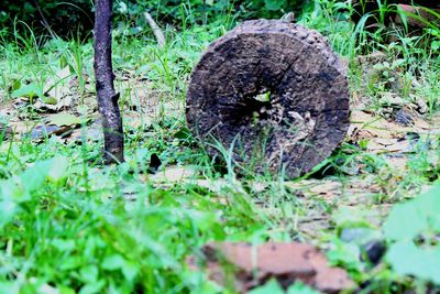 Close-up of tree trunk in forest