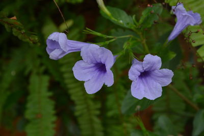 Close-up of purple flowering plant