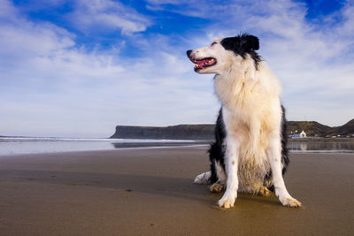 View of dog on beach against sky