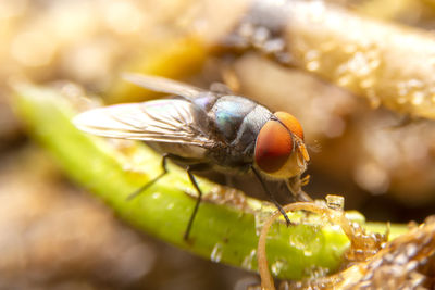 Close-up of fly on leaf