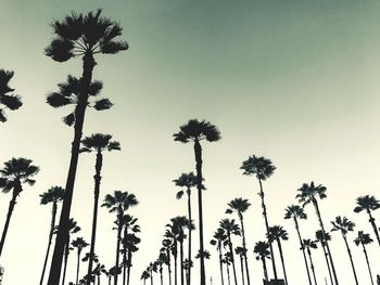 Low angle view of palm trees against sky