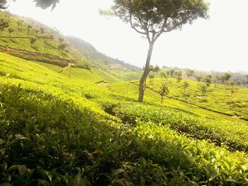 Scenic view of agricultural field against clear sky