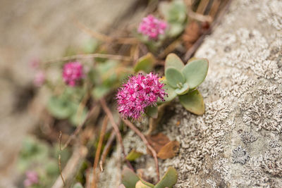 High angle view of pink flowering plant