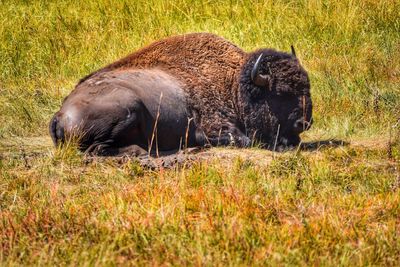 Side view of horse grazing on field