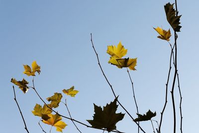 Low angle view of maple leaves on branch against sky