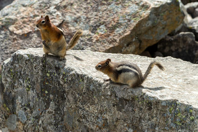 Squirrel on rock