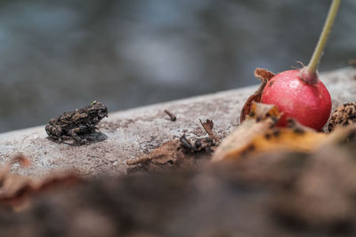 Close-up of abandoned fruit 