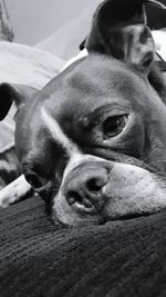 Close-up portrait of dog relaxing on bed