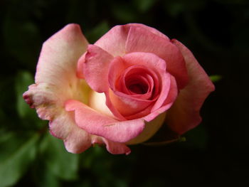 Close-up of pink rose