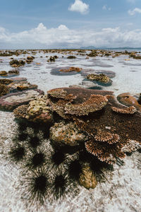 Close-up of coral on beach