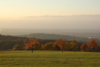 Autumn trees on grassy field against sky during foggy weather