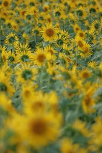 Close-up of yellow flowers blooming on field