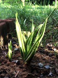 Close-up of fresh plants on field