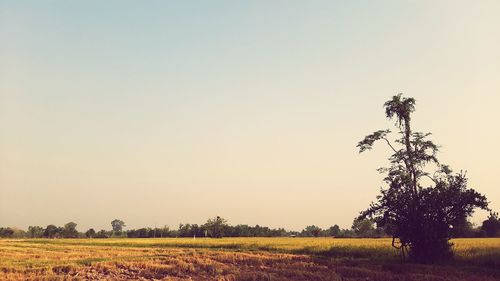 Scenic view of field against clear sky during sunset