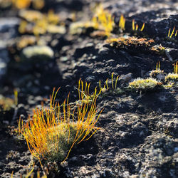 Close-up of yellow flowers on rock