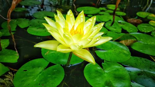 Close-up of water lily